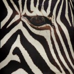 Zebra (ais artgerechter Haltung)